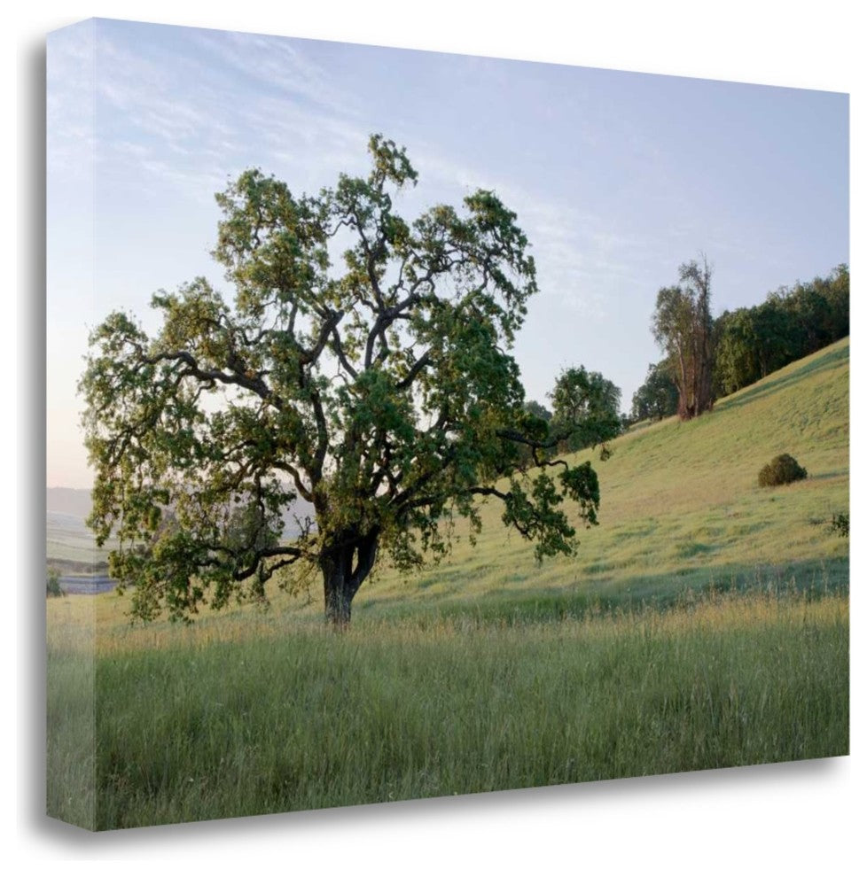 "Oak Tree - 86" By Alan Blaustein, Giclee Print on Gallery Wrap Canvas