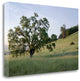 "Oak Tree - 86" By Alan Blaustein, Giclee Print on Gallery Wrap Canvas
