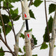 6ft. Artificial Birch Tree With Real Touch Leaves