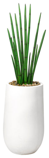 Snake Plant, Round White Planter