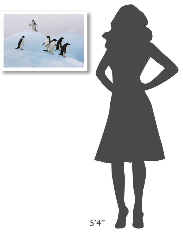 "Adelie Penguin standing on iceberg, Paulet Island" Paper Art, 26"x18"