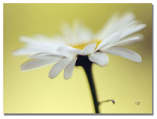 'Daisy III' Canvas Art by Lois Bryan