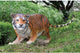 Grand Scale Bengal Tiger Statue