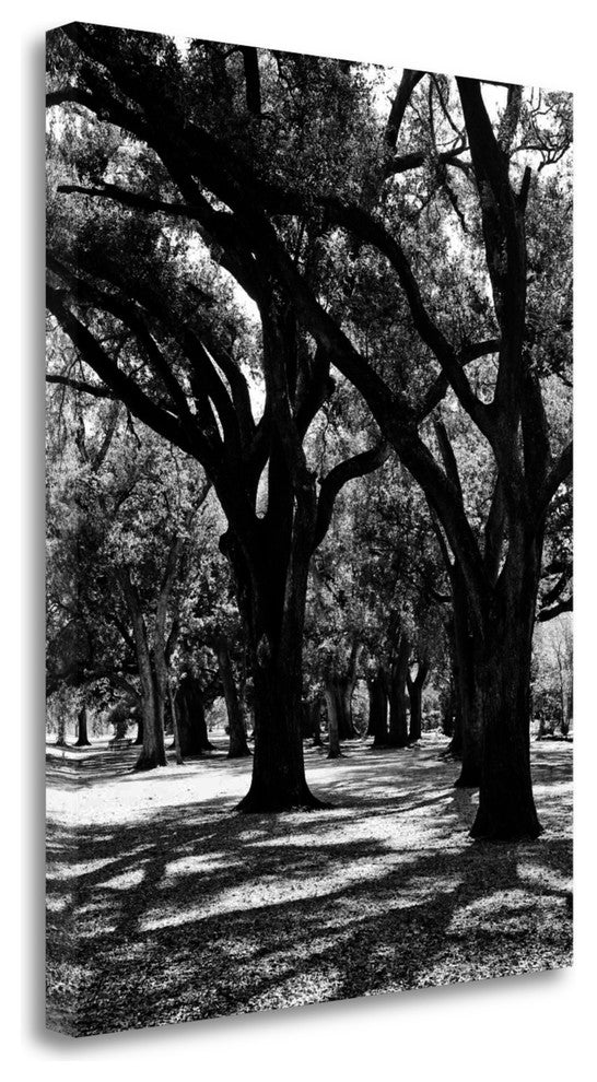 "Oak Tree Study" By Jeff, Giclee Print on Gallery Wrap Canvas, Ready to Hang