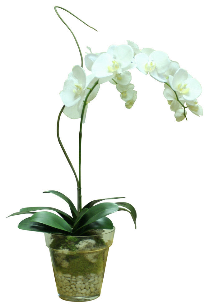 WaterlookÂ® Cream White Phaleanopsis Orchid with Whip Grass