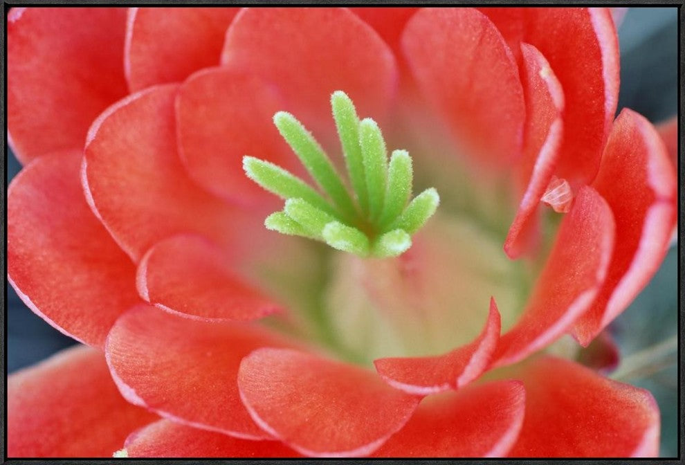 "Claret Cup Cactus flower, Arizona"  by Tim Fitzharris, 37x25"
