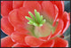 "Claret Cup Cactus flower, Arizona"  by Tim Fitzharris, 37x25"