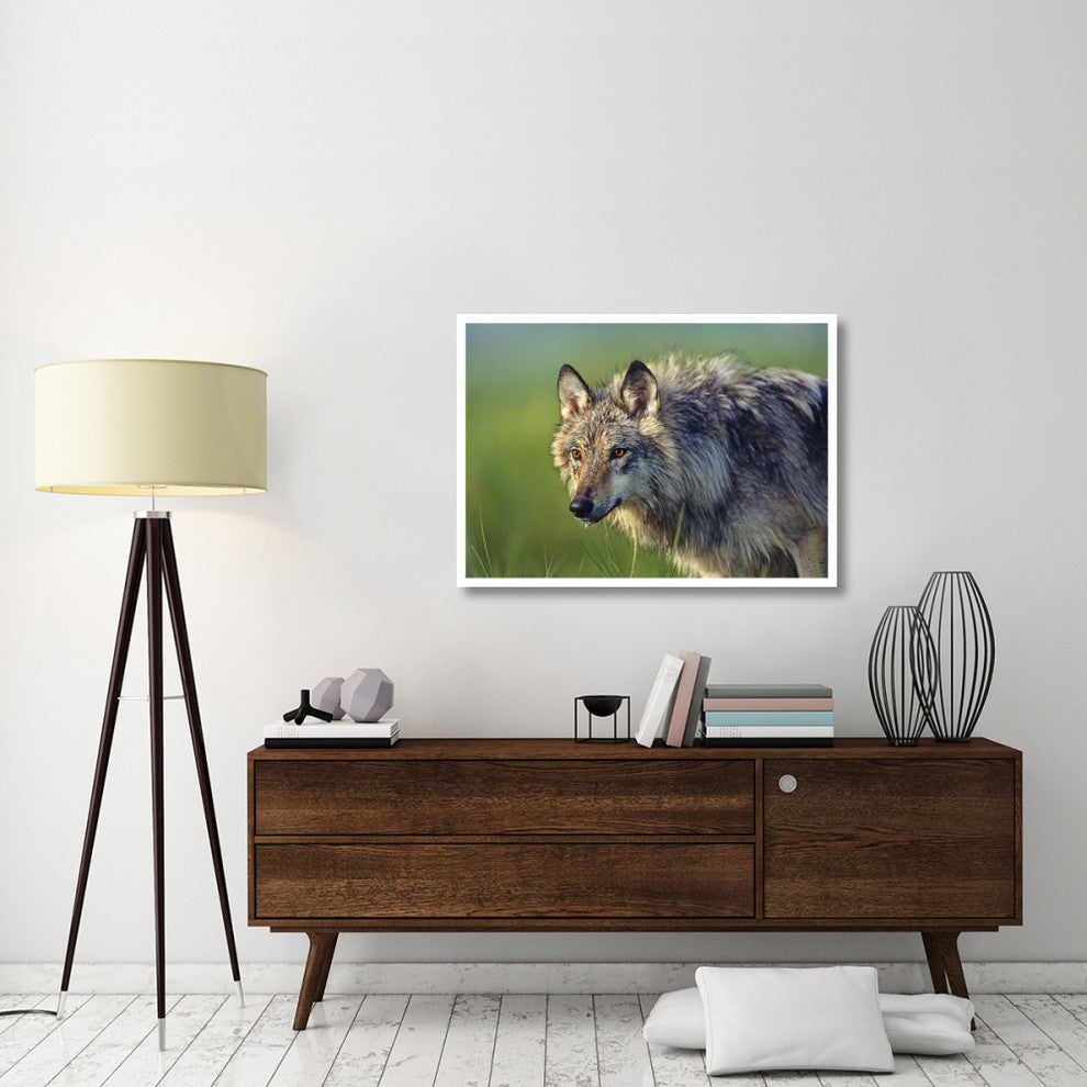 "Gray Wolf, native to North America" Paper Print by Tim Fitzharris, 42"x30"