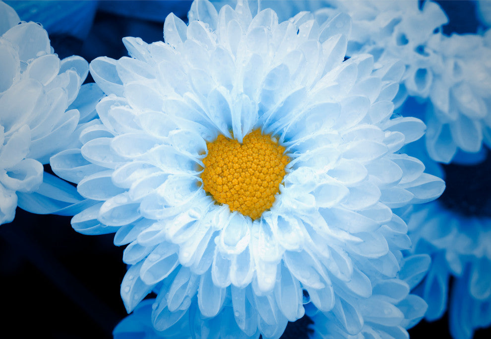 Blue Tinted Chrysanthemums Nature Photo Botanical Floral Canvas Wall Art Print, 16" X 20"