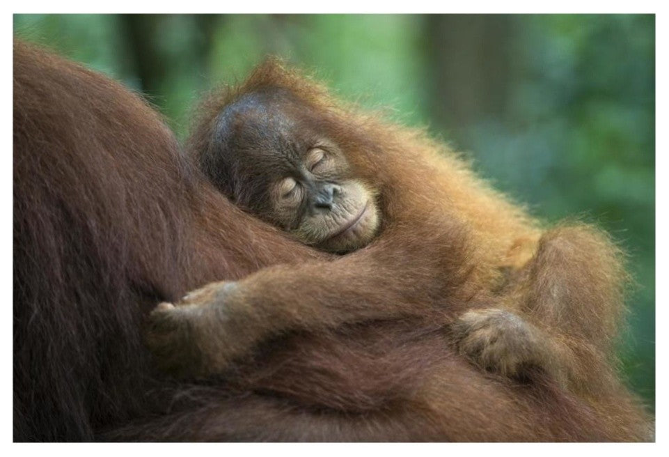 "Sumatran Orangutan baby sleeping on mother, north Sumatra" Paper Art, 26"x18"