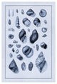 "Shells: Sessile Cirripedes #2 (Blue)" Paper Print by G.B. Sowerby, 14"x20"