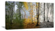 "Forest in Early Morning" Canvas Print