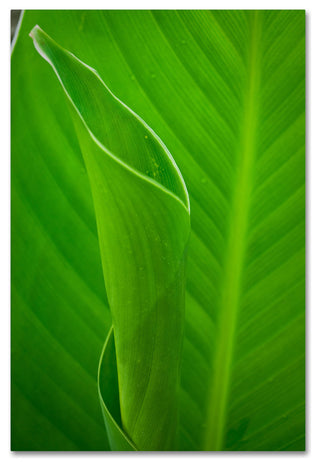 PIPA Fine Art 'Leaves Canna Lily' Canvas Art, 32x22
