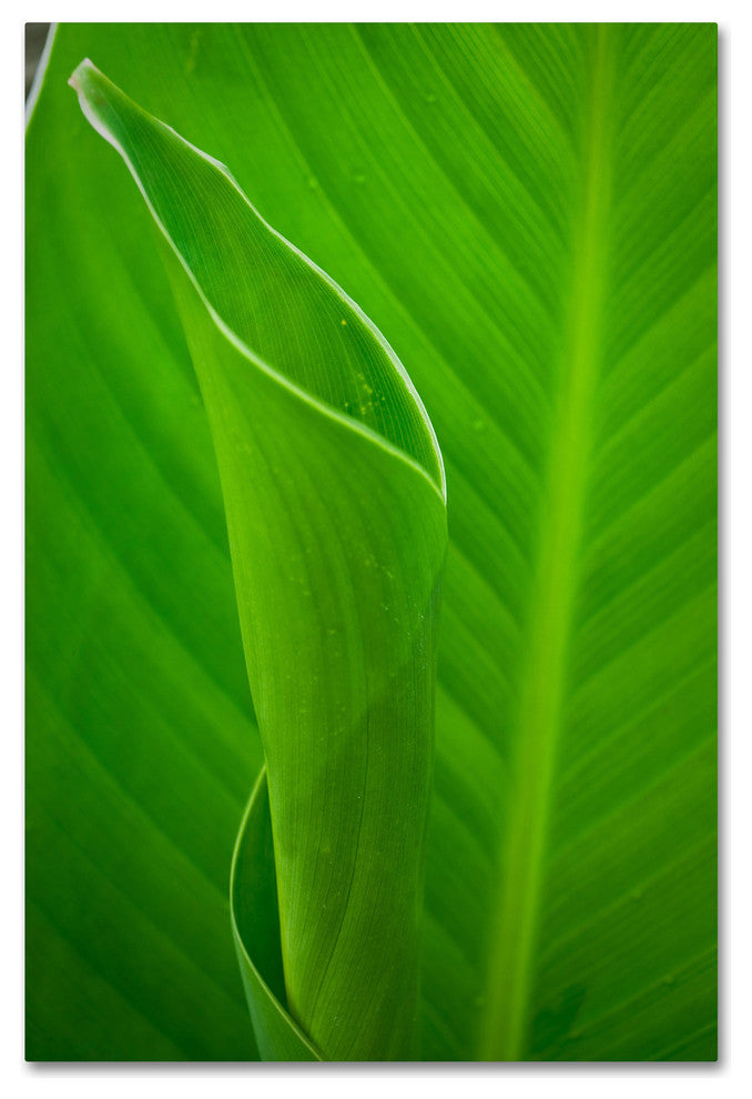 PIPA Fine Art 'Leaves Canna Lily' Canvas Art, 32x22