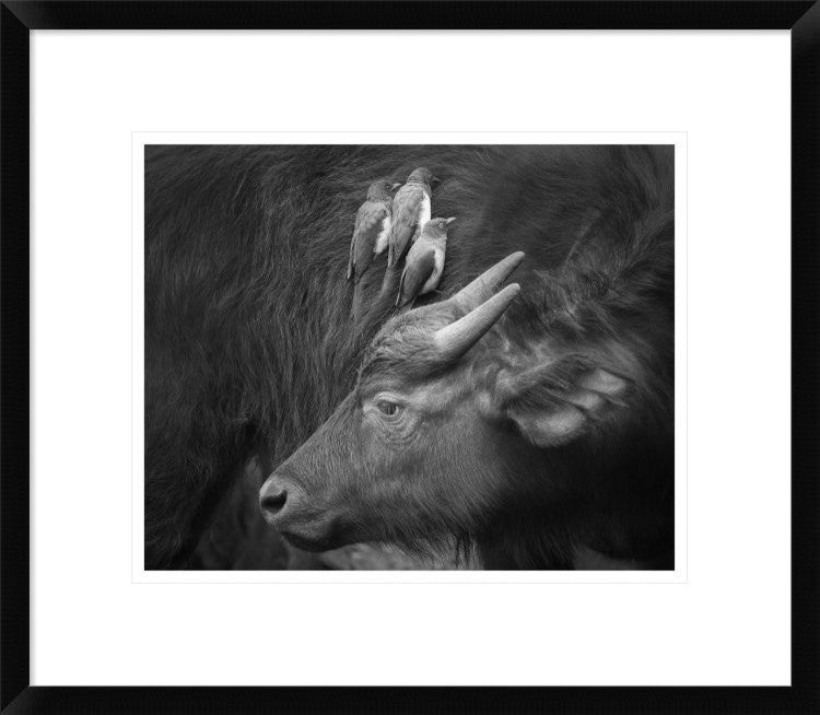"Three Is A Crowd!" Framed Digital Print by Ali Khataw, 22x19"