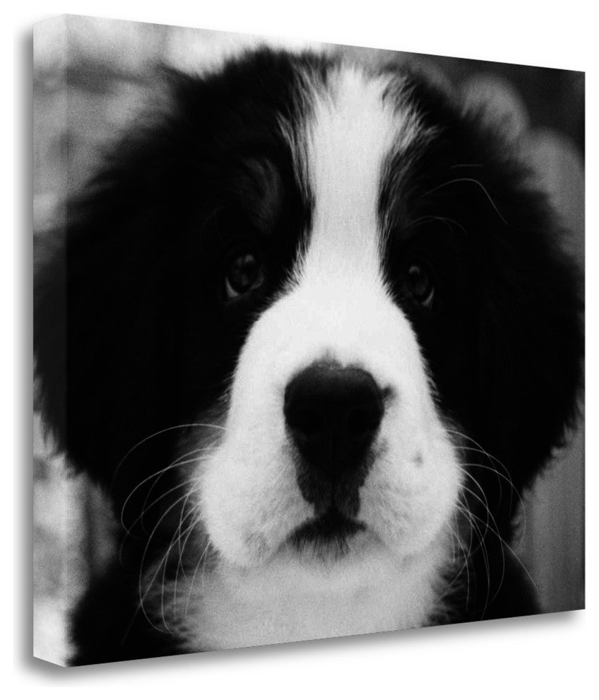 "Ben" By Kim Levin, Fine Art Giclee Print on Gallery Wrap Canvas, Ready to Hang