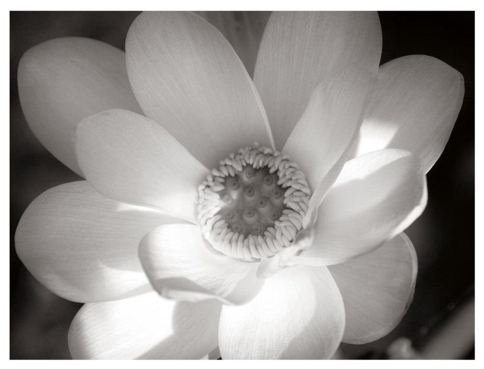 "Lotus Flower V" Digital Paper Print by Debra Van Swearingen, 42"x32"