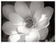 "Lotus Flower V" Digital Paper Print by Debra Van Swearingen, 42"x32"