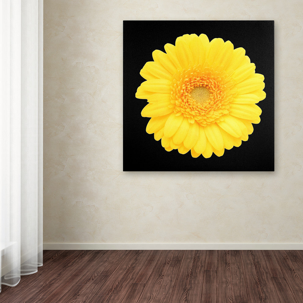 'Yellow Gerber Daisy' Canvas Art