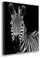 "Zebra II Square" By Debra Van Swearingen, Giclee Print on Gallery Wrap Canvas