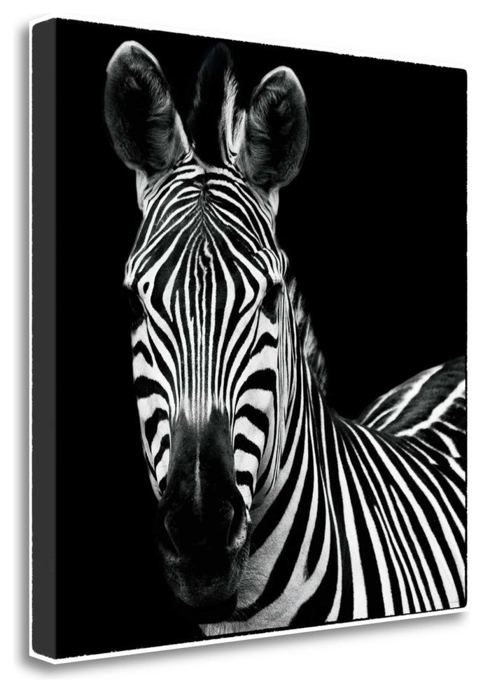 "Zebra II Square" By Debra Van Swearingen, Giclee Print on Gallery Wrap Canvas