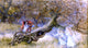 Richard Doyle Snow White and Rose Red, 15"x30" Wall Decal Print