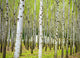 "Into the Woods, Six" Wood, 32"x44"