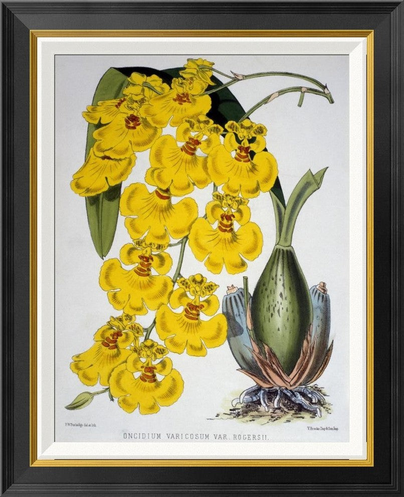 "Oncidium Varicosum Var. Rogers II"  by Samuel Jennings, 23x28"