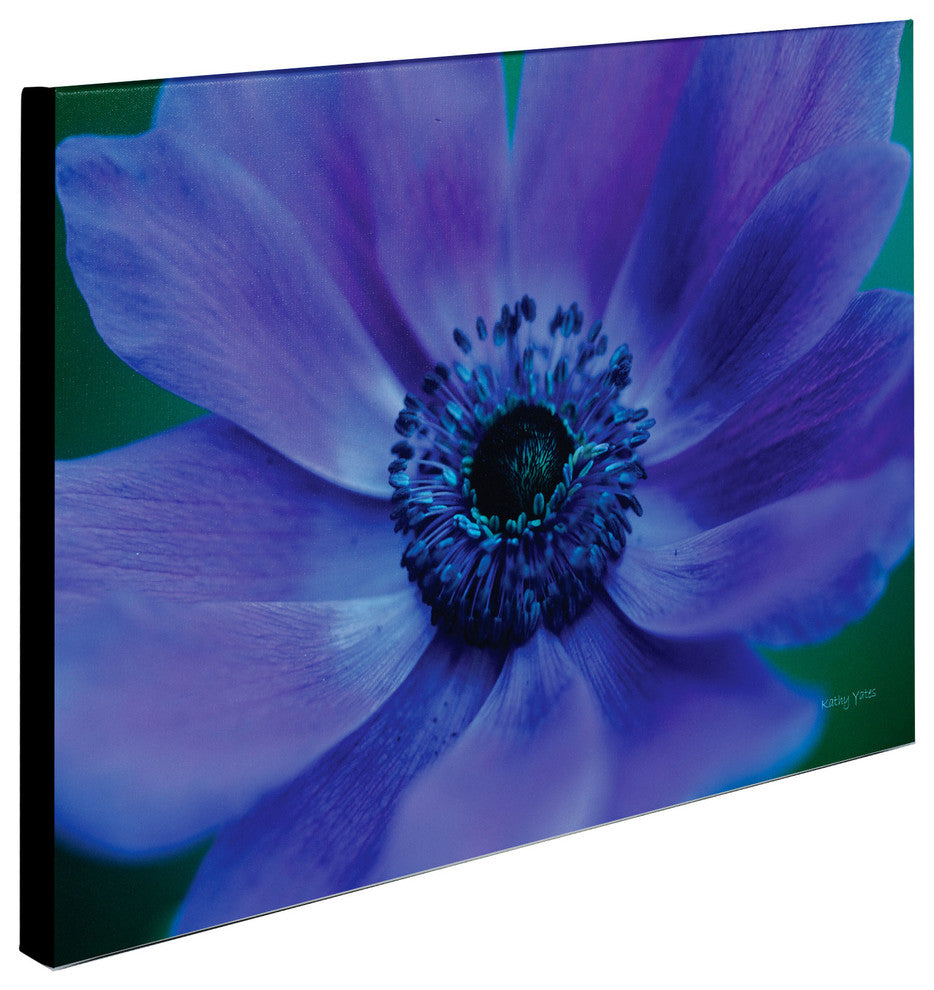 'Beautiful Anemone' Canvas Art by Kathy Yates