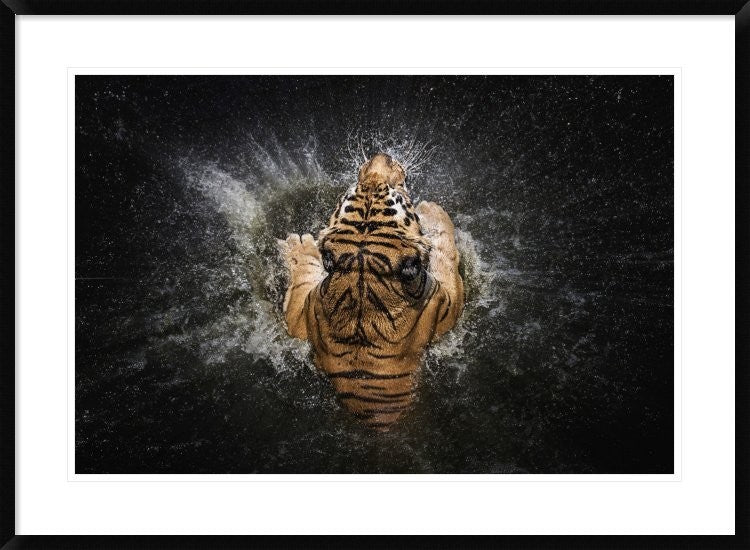 "Tiger Splash" Framed Digital Print by Win Leslee, 38"x28"