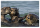 "Sea Otter male chasing mother with pup, Monterey Bay" Paper Art, 20"x14"