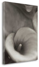 "Florison - 19" By Alan Blaustein, Giclee Print on Gallery Wrap Canvas