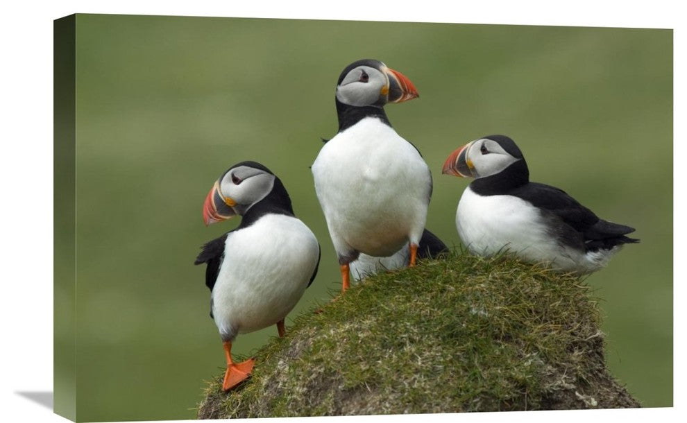 "Atlantic Puffin group, Faroe Islands" Canvas Giclee by Rinie van Meurs, 24"x16"
