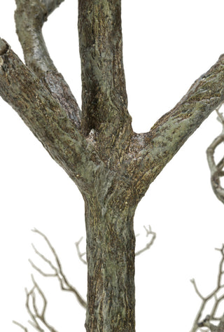 Close-up of trunk/branch detail on white background; cropped view.