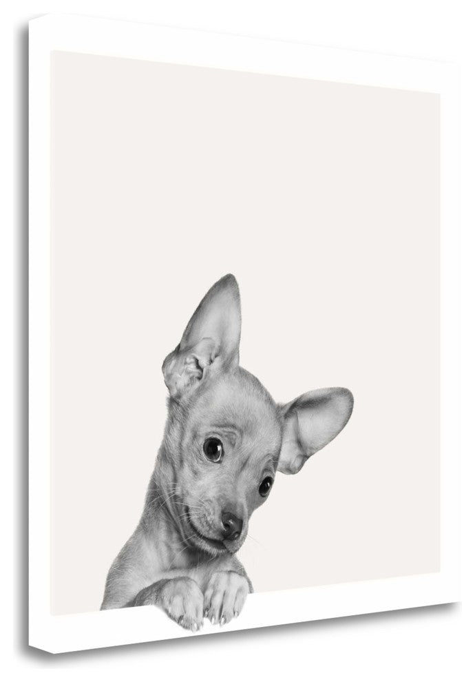 "Sweet Chihuahua" By Jon Bertelli, Giclee Print on Gallery Wrap Canvas