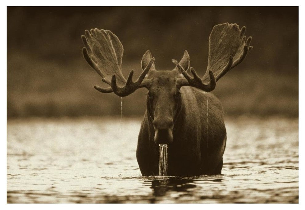 "Moose raising head while feeding, North America" Paper Art, 50"x34"