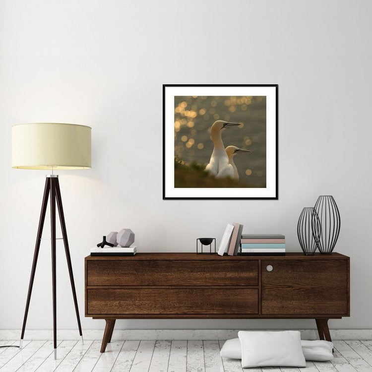 "Gannets In Sunset" Framed Digital Print by Karen Kolbeck, 38"x38"