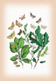 Moths: Erastria Deceptoria, E. Fasciana, Et Al- Gallery Wrapped Canvas Art
