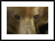 "Grizzly Bear portrait, native to North America"  by San Diego Zoo, 32x24"