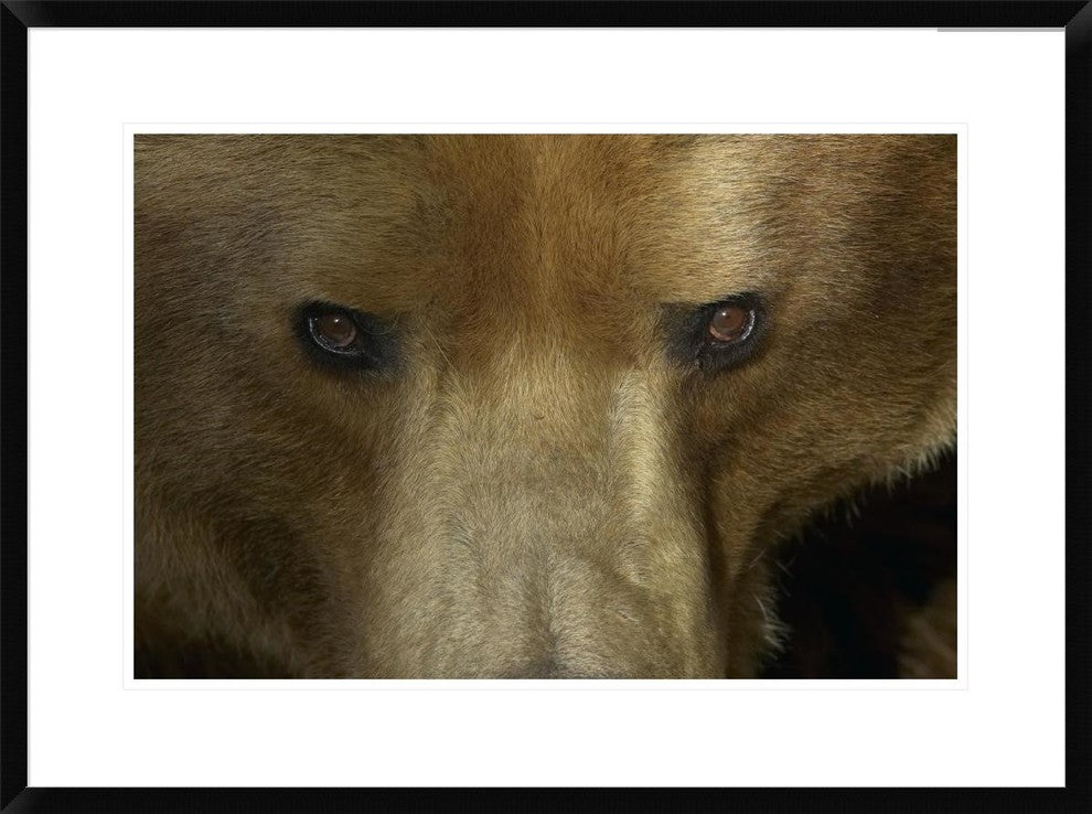 "Grizzly Bear portrait, native to North America"  by San Diego Zoo, 32x24"