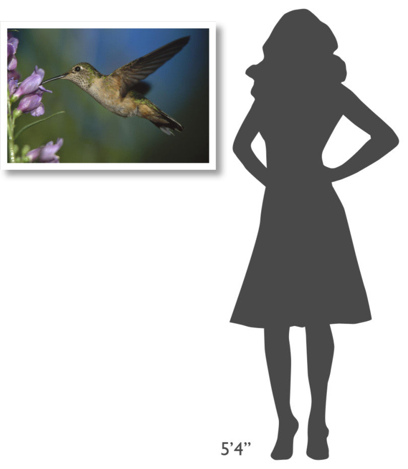 "Broad-tailed Hummingbird feeding on nectar" Paper Art, 32"x22"