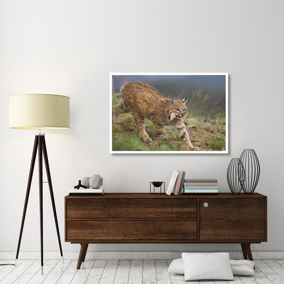 "Bobcat stalking, North America" Digital Paper Print by Tim Fitzharris, 50"x34"