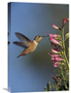 "Rufous Hummingbird Feeding On Flowers, New Mexico" Artwork, 16" x 24"