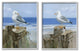 Seagulls Beach Shore Wooden Pillars Sanddollar Starfish Scene,24 x 30