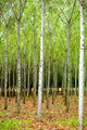 "Into the Woods, Nine" Paper, 20"x30"