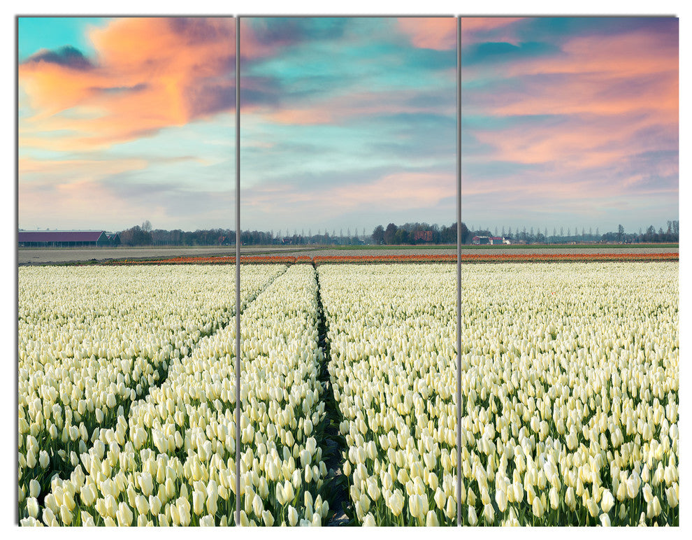 Morning in Tulip Farm Near Espel Village, Landscape Canvas Art, 36x28, 3 Panels