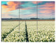 Morning in Tulip Farm Near Espel Village, Landscape Canvas Art, 36x28, 3 Panels
