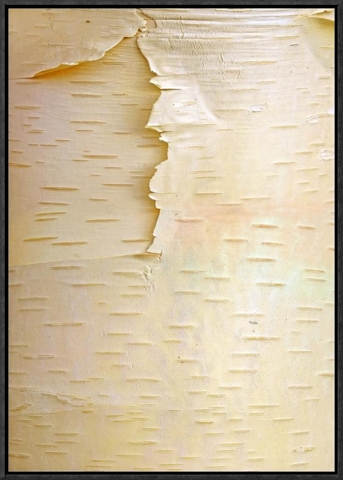 "Birch close up of tree trunk, North America"  by Tim Fitzharris, 16x23"