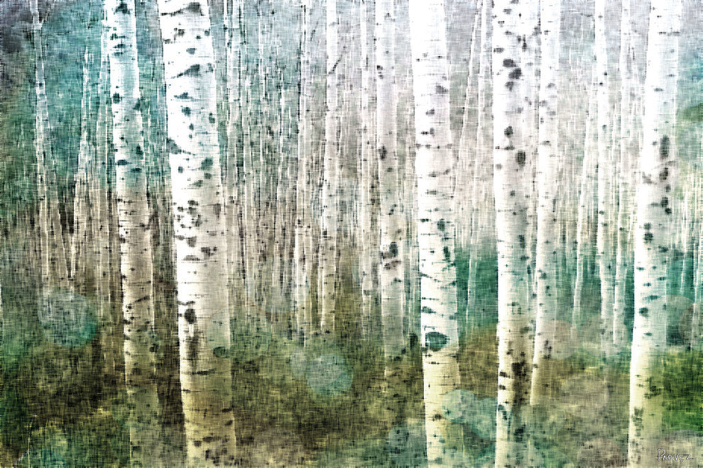 "Aspen Green" Fine Art Canvas Print, 18"x12"