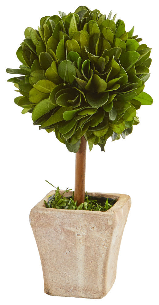 6" Boxwood Topiary Preserved Plant, Ceramic Planter, Set of 4